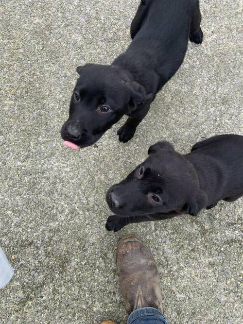 Gorgeous black Labrador pups ready now fully vacs for sale in Cwmann, Carmarthenshire - Image 4