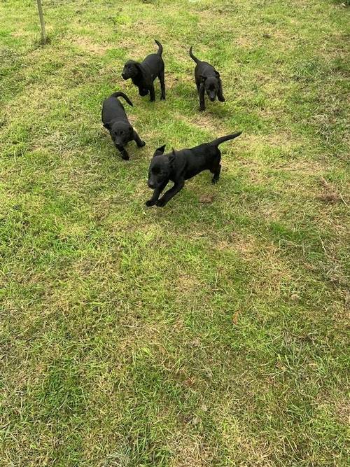 Gorgeous black Labrador pups ready now fully vacs for sale in Cwmann, Carmarthenshire - Image 5