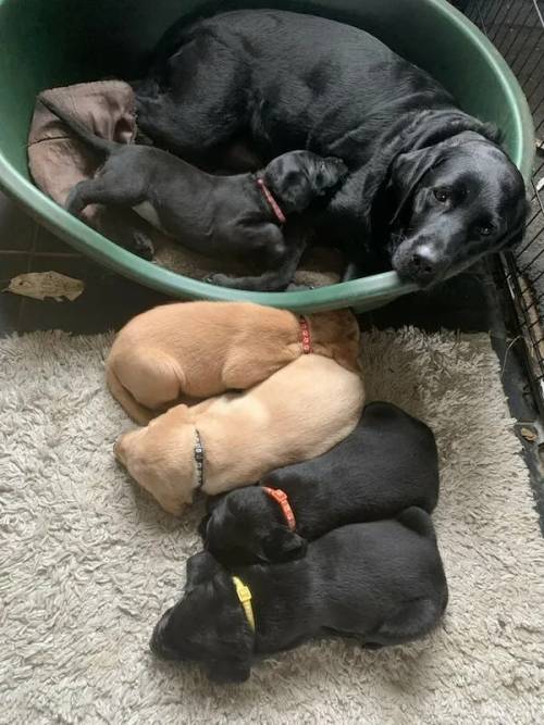 Beautiful pedigree Labrador puppies for sale in Scarborough, North Yorkshire - Image 2