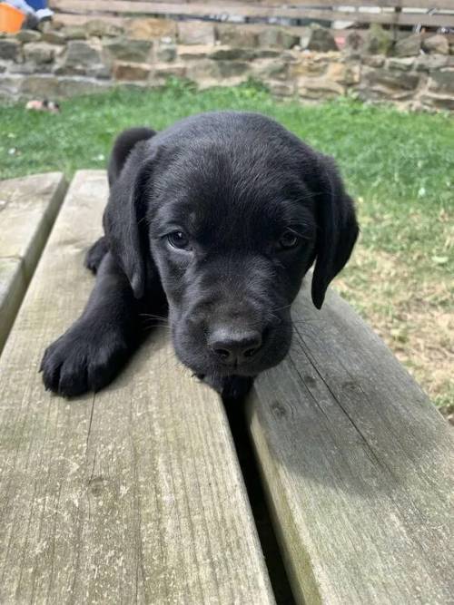 Beautiful pedigree Labrador puppies for sale in Scarborough, North Yorkshire - Image 3