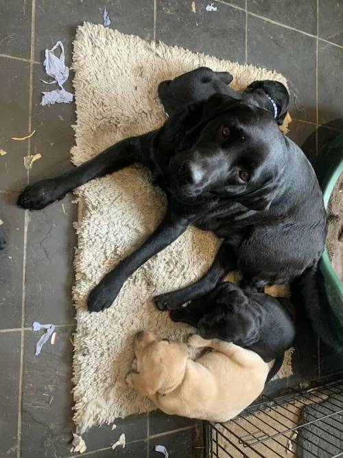 Beautiful pedigree Labrador puppies for sale in Scarborough, North Yorkshire - Image 5