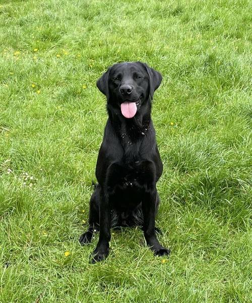 Labrador dogs, two females for sale in Oswestry/Croeswallt, Shropshire - Image 2