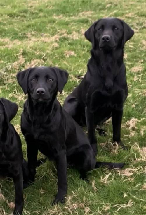 Labrador dogs, two females for sale in Oswestry/Croeswallt, Shropshire - Image 3