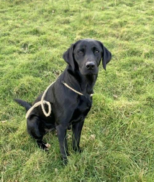 Labrador dogs, two females for sale in Oswestry/Croeswallt, Shropshire - Image 4