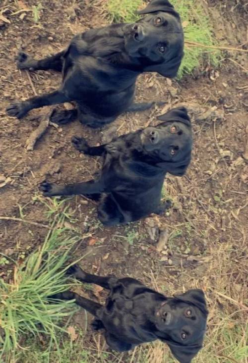 Labrador dogs, two females for sale in Oswestry/Croeswallt, Shropshire - Image 5