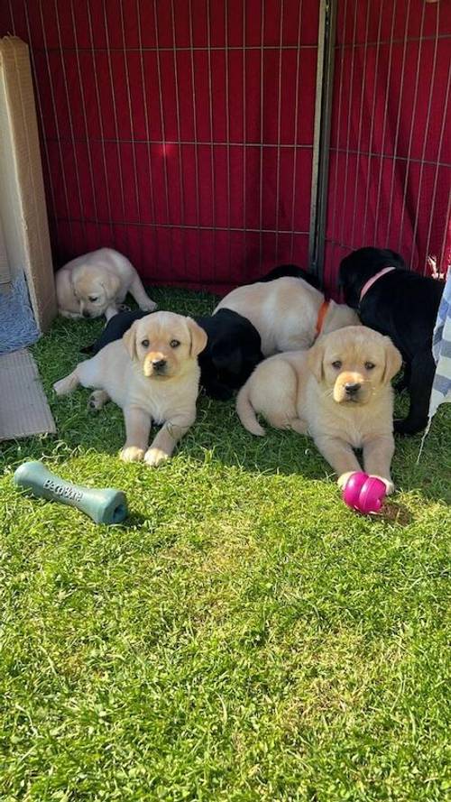 Labrador KC Registered Puppies for sale in Thornborough, North Yorkshire - Image 1