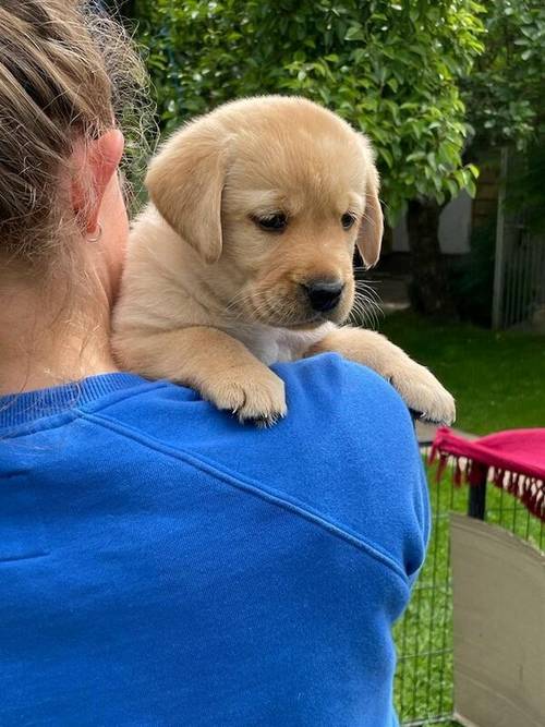 Labrador KC Registered Puppies for sale in Thornborough, North Yorkshire - Image 3