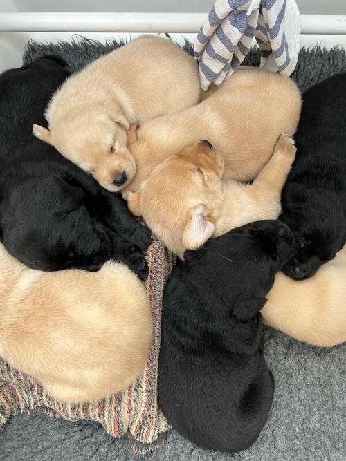 Labrador KC Registered Puppies for sale in Thornborough, North Yorkshire - Image 4