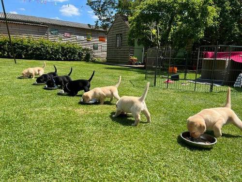 Labrador KC Registered Puppies for sale in Thornborough, North Yorkshire - Image 5