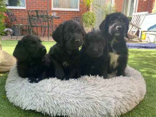 labradoodle pups health tested(2 available) for sale in Stourbridge, West Midlands - Image 1