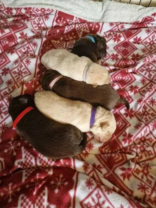 Labrador puppies 2 chocolate 1 golden for sale in Pembroke Dock/Doc Penfro, Pembrokeshire - Image 2