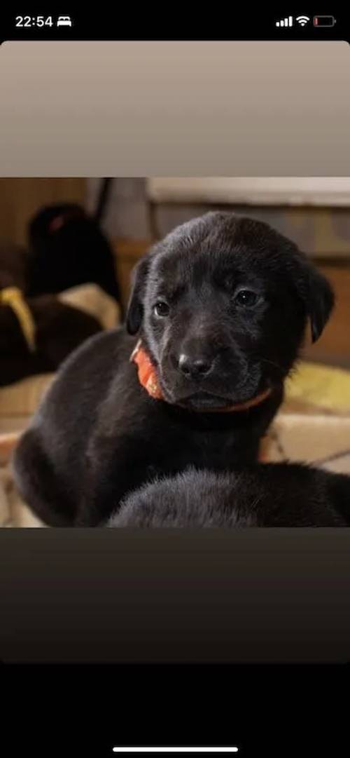 4 black male Labradors for sale in Caergeiliog, Isle of Anglesey - Image 1