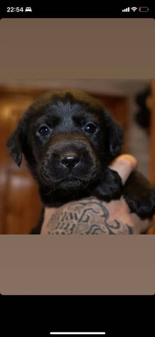 4 black male Labradors for sale in Caergeiliog, Isle of Anglesey - Image 2