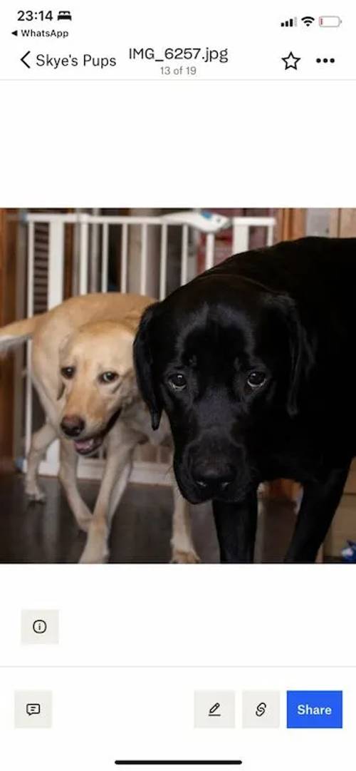 4 black male Labradors for sale in Caergeiliog, Isle of Anglesey - Image 4