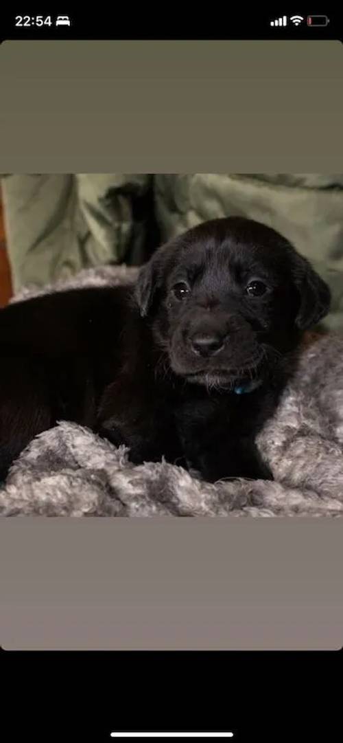 4 black male Labradors for sale in Caergeiliog, Isle of Anglesey - Image 5