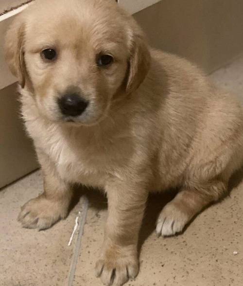 Ready now Exquisite Labrador babies for sale in Bridgnorth, Shropshire - Image 2