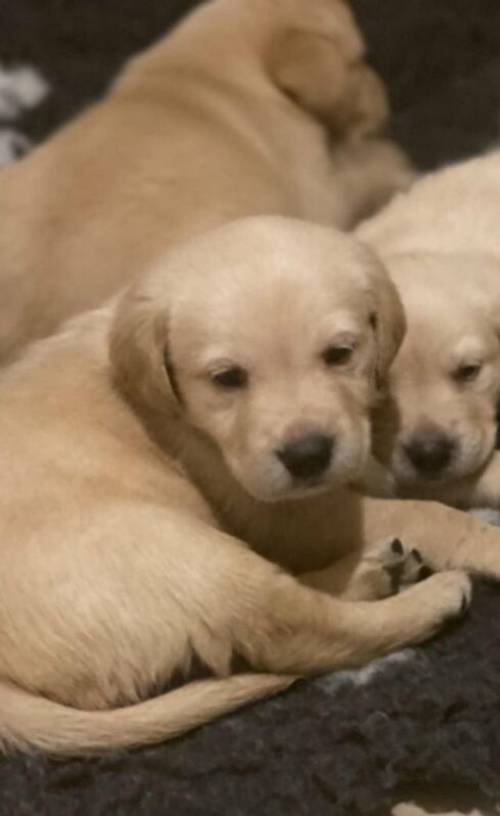 Ready now Exquisite Labrador babies for sale in Bridgnorth, Shropshire - Image 4