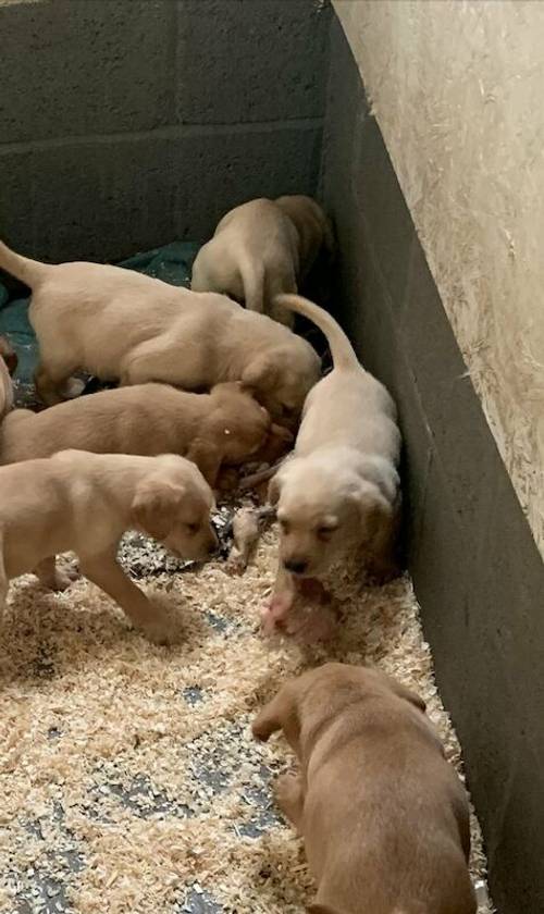 Ready now Exquisite Labrador babies for sale in Bridgnorth, Shropshire - Image 5