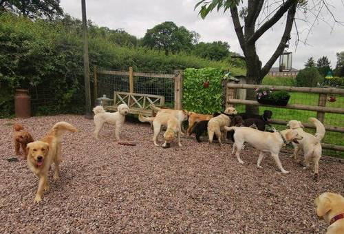 Sheprador Female 17 months old for sale in Congleton, Cheshire - Image 3