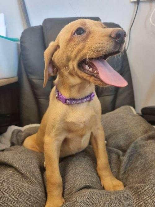 KC HealthTested Fox Red & Golden Labrador Pups Ready now for sale in Ely, Cambridgeshire - Image 1