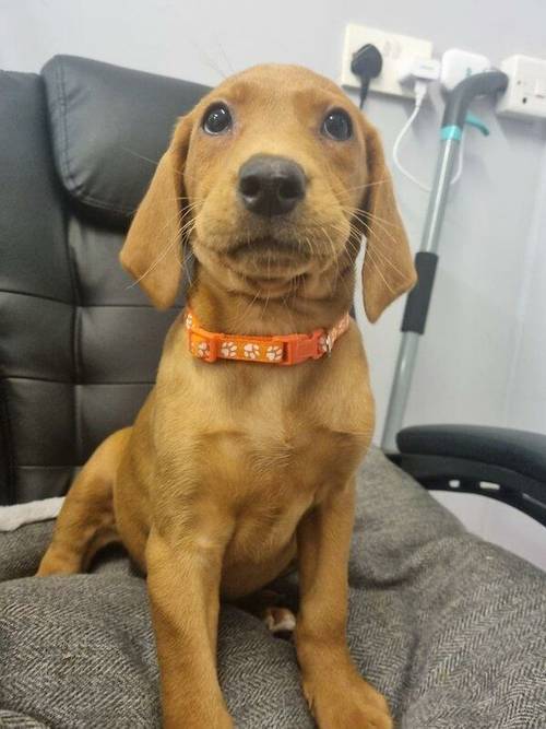 KC HealthTested Fox Red & Golden Labrador Pups Ready now for sale in Ely, Cambridgeshire - Image 2