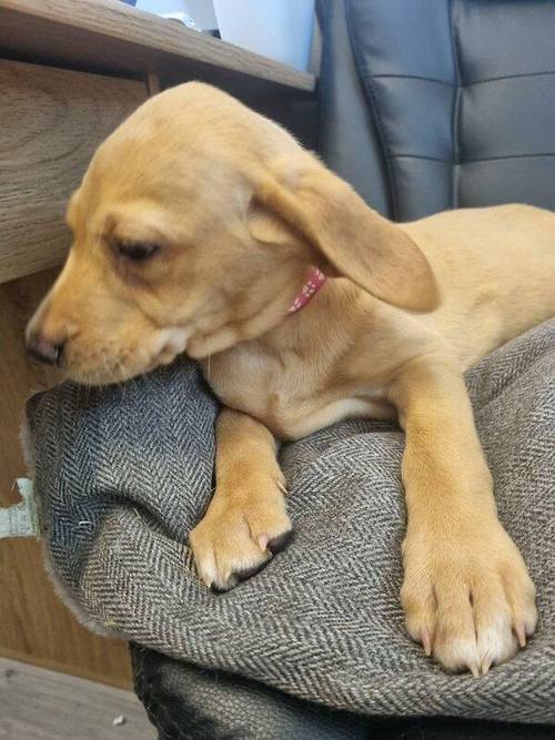 KC HealthTested Fox Red & Golden Labrador Pups Ready now for sale in Ely, Cambridgeshire - Image 4