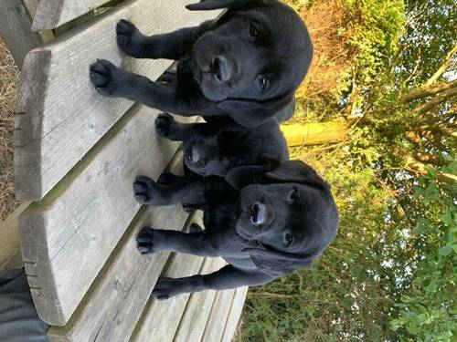 Beautiful labrador puppies for sale in Scarborough, North Yorkshire - Image 1