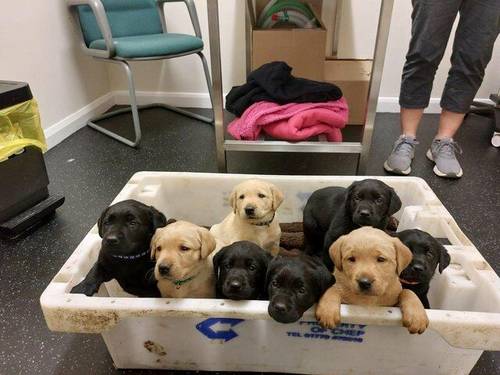 Beautiful labrador puppies for sale in Scarborough, North Yorkshire - Image 2