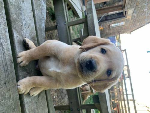 Beautiful labrador puppies for sale in Scarborough, North Yorkshire - Image 4