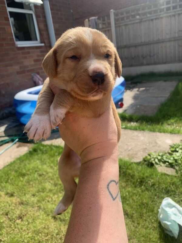 Full Pedigree Labrador Girl With Very Rare Markings For Sale in Oldham