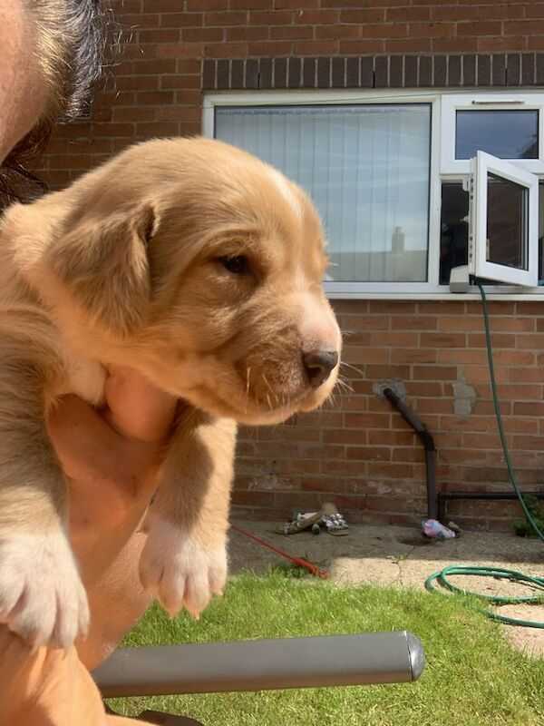 Full Pedigree Labrador Girl With Very Rare Markings For Sale in Oldham