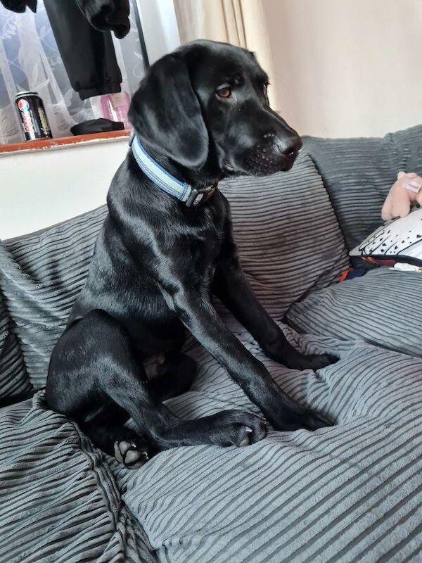 Black Labrador For Sale in Leatherhead, Surrey