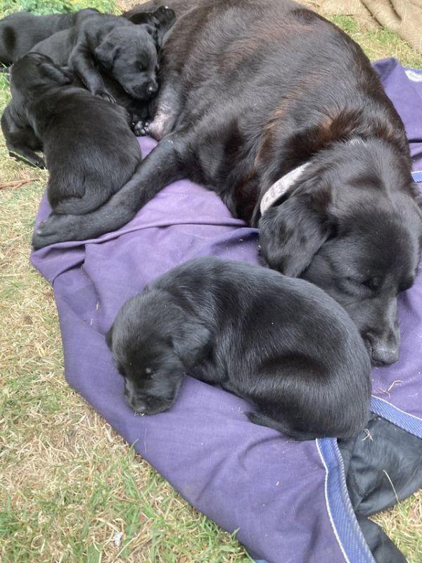 Miniature lab for best sale sale