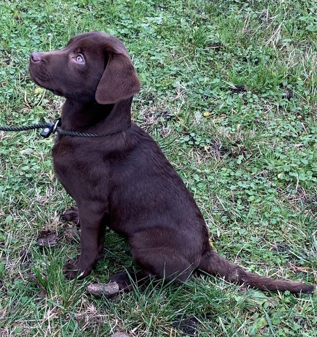 Kc Registered Chocolate Labrador Puppies For Sale in March, Cambridgeshire