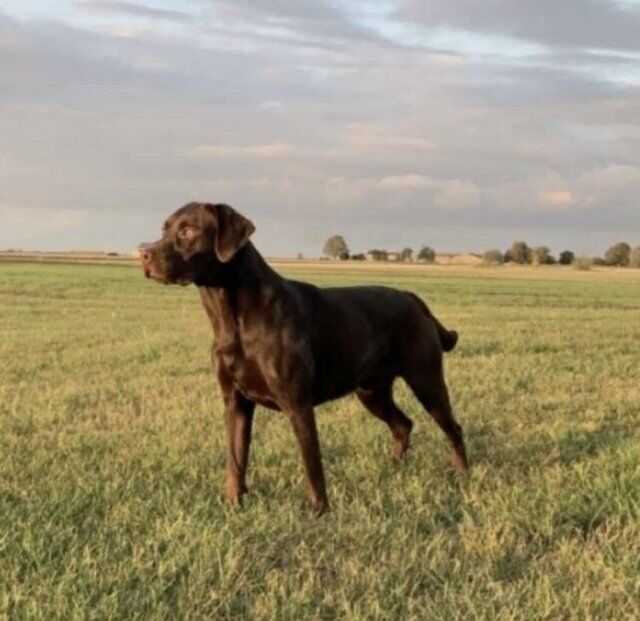 Kc Registered Chocolate Labrador Puppies For Sale in March, Cambridgeshire