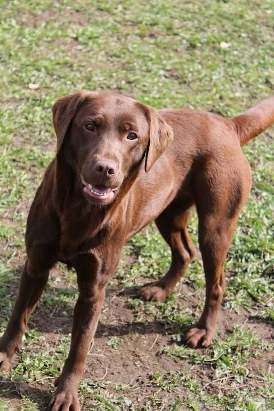 Kc Registered Chocolate Labrador Puppies For Sale in March, Cambridgeshire