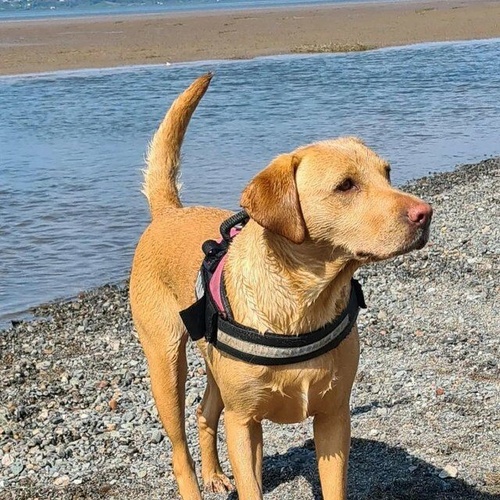 Kennel Club Registered Labrador Dogs And Puppies For Sale In South