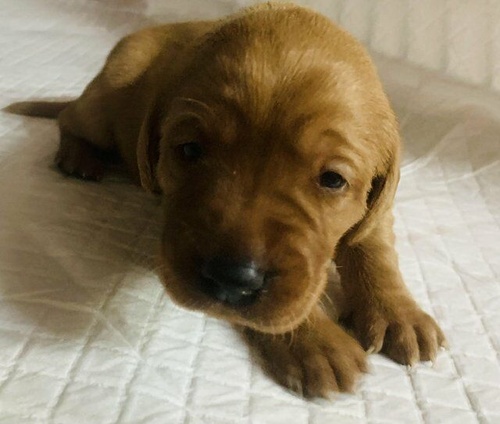 Fox Red Labrador Puppies For Sale In Rugby Warwickshire Under 2 500