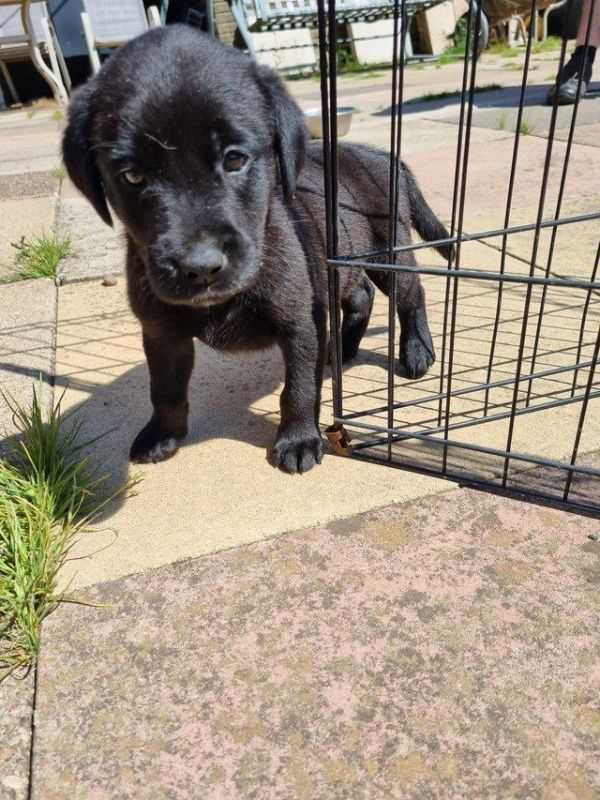 KC Registered Labrador Puppy For Sale in Ashbourne, Derbyshire