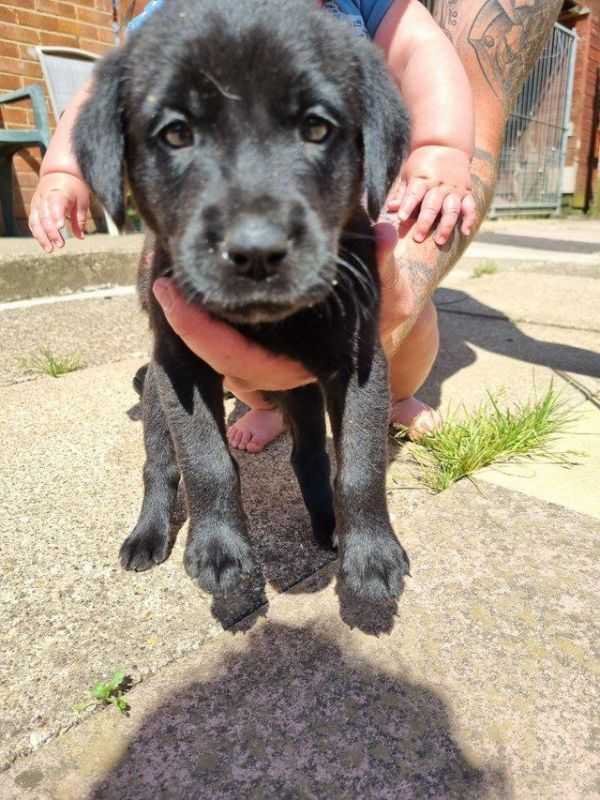 KC Registered Labrador Puppy For Sale in Ashbourne, Derbyshire