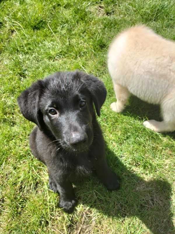 Beautiful Labrador Retriever X Puppy For Sale in Skelmersdale, Lancashire