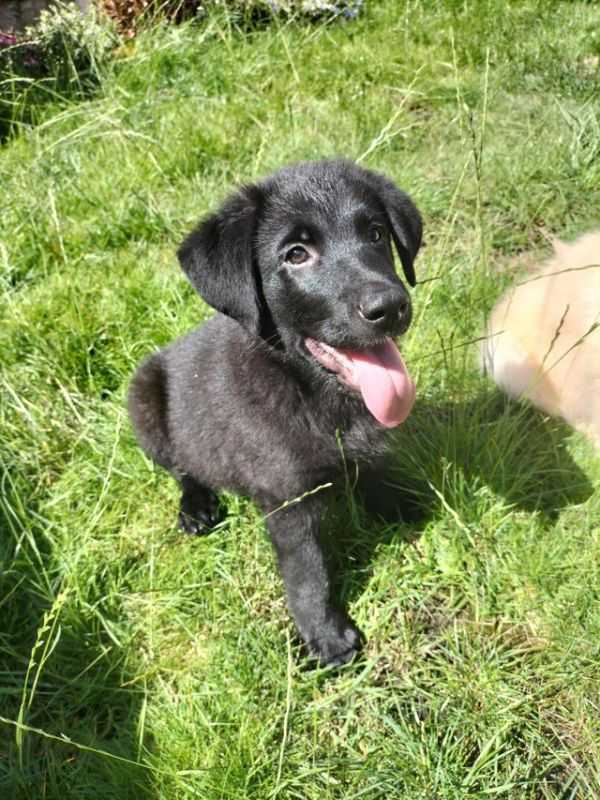 Beautiful Labrador Retriever X Puppy For Sale in Skelmersdale, Lancashire
