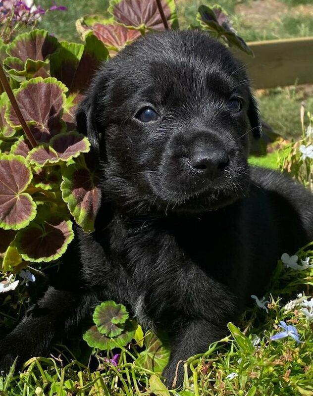 Labrador Puppies KC Registered Ready To Leave Now! For Sale in
