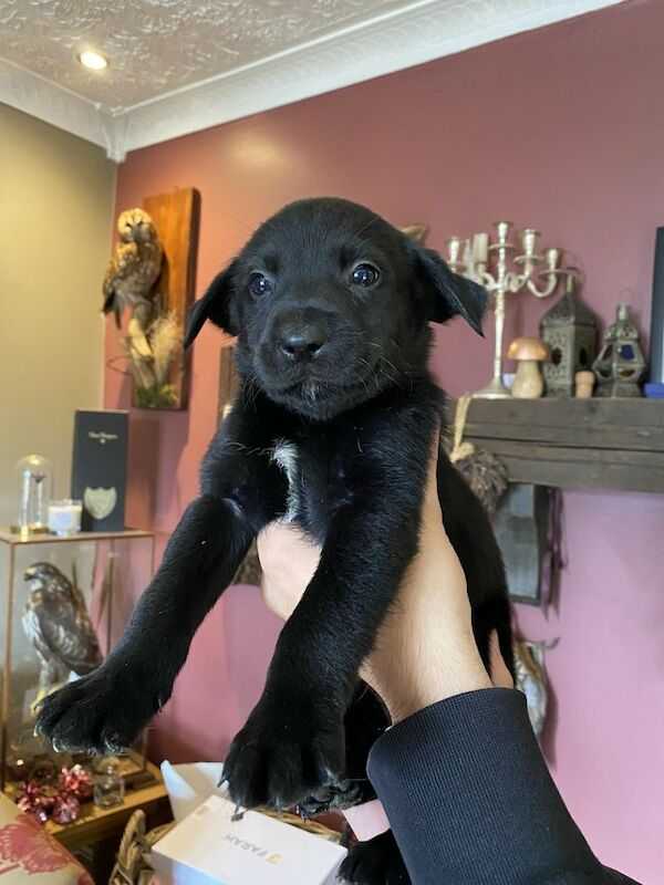 Labrador X Border Collies Puppies For Sale in Newton Kyme, North Yorkshire
