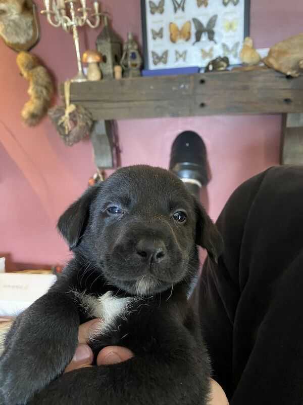 Labrador X Border Collies Puppies For Sale in Newton Kyme, North Yorkshire