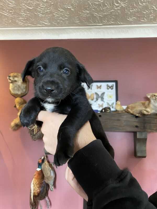 Labrador X Border Collies Puppies For Sale in Newton Kyme, North Yorkshire