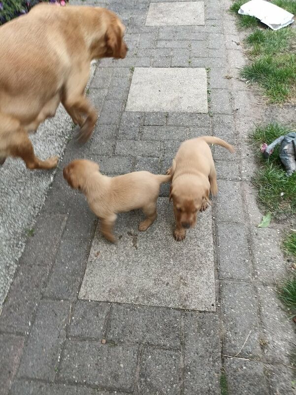 Fox Red Labrador Puppies Microchipped For Sale in Little Poulton, Lancashire