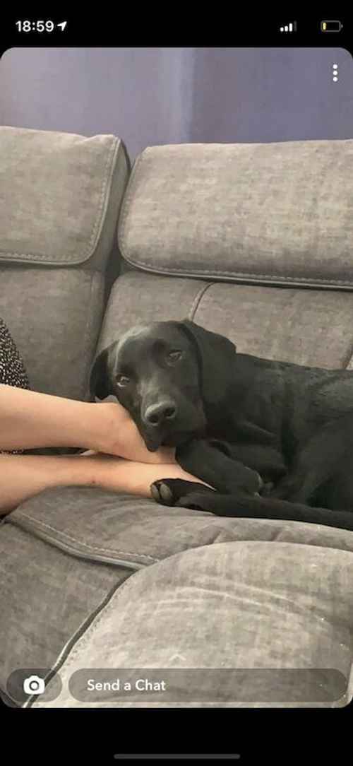 Loving 8 month old black Labrador for sale in Kidlington, Oxfordshire