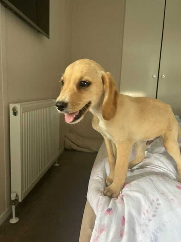 Cockerdor Puppies 14 Weeks Ready Now Labrador Retriever Puppies For