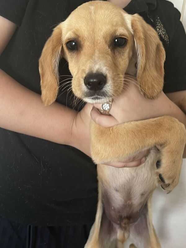 Cockerdor Puppies 14 Weeks Ready Now Labrador Retriever Puppies For